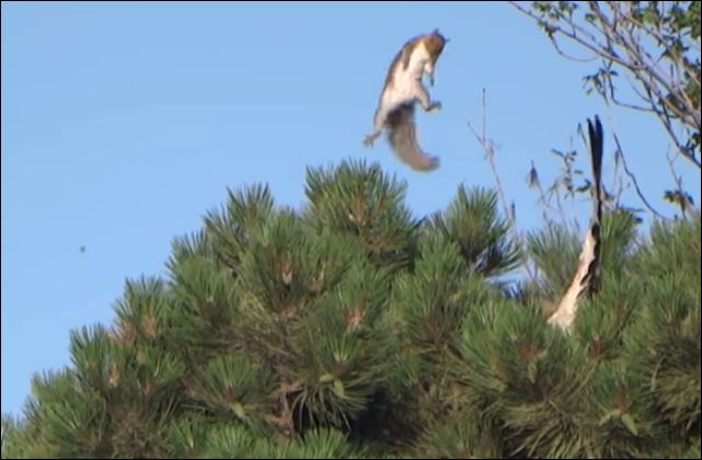 Ο σκίουρος που ξέφυγε από τα νύχια του γερακιού – ΒΙΝΤΕΟ