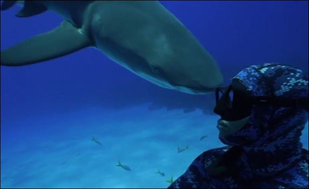 Μετωπική σύγκρουση δύτη με…τυφλό καρχαρία – ΒΙΝΤΕΟ