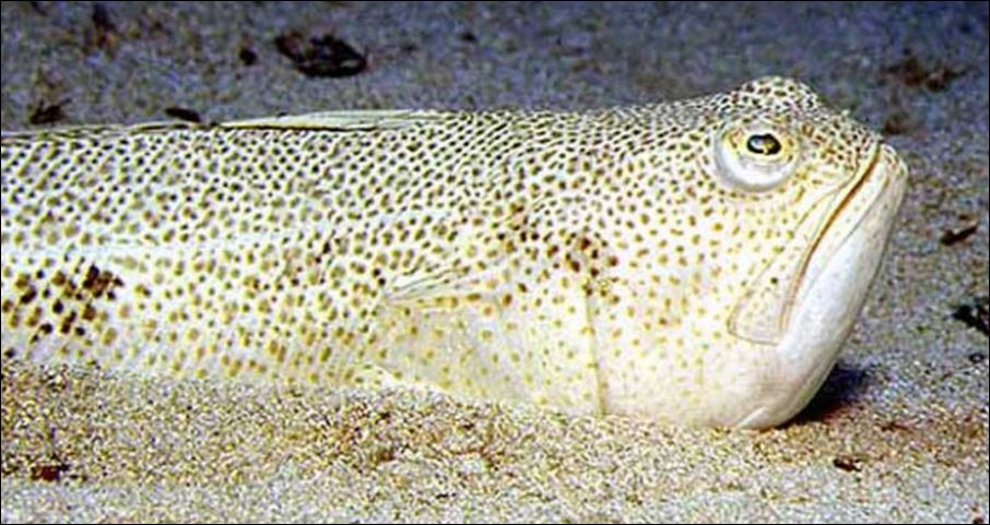 Πανικός σε παραλία στη Ζαχάρω – Δράκαινα τσίμπησε στο λαιμό 15χρονο