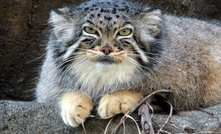 Μετά τον “Σήφη” τον κροκόδειλο αιλουροειδές αναστατώνει την Κρήτη