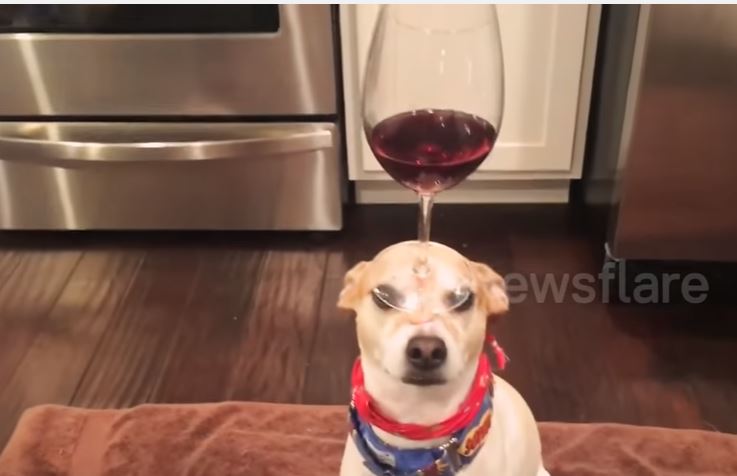 Σκύλος – ζογκλέρ με ένα ποτήρι κρασί στο κεφάλι του – ΒΙΝΤΕΟ
