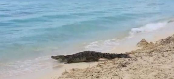 Κροκόδειλος περπατούσε αμέριμνος ανάμεσα στους τουρίστες – ΒΙΝΤΕΟ