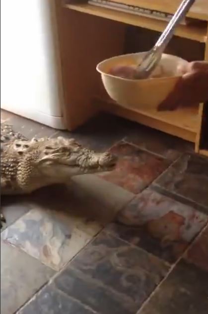 Όταν ο κροκόδειλος γίνεται… κατοικίδιο – ΒΙΝΤΕΟ