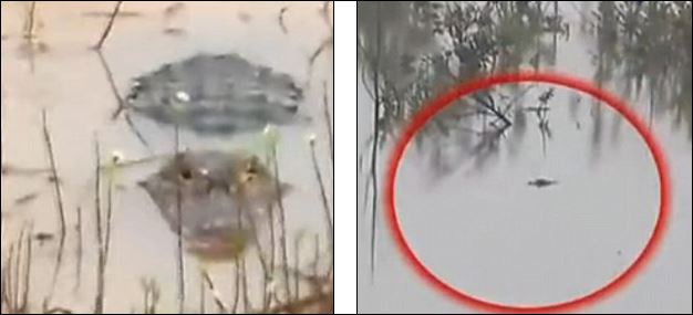 Φονικές πλημμύρες στην Κίνα – 100 αλιγάτορες δραπεύτευσαν και κολυμπούν στους δρόμους – ΒΙΝΤΕΟ