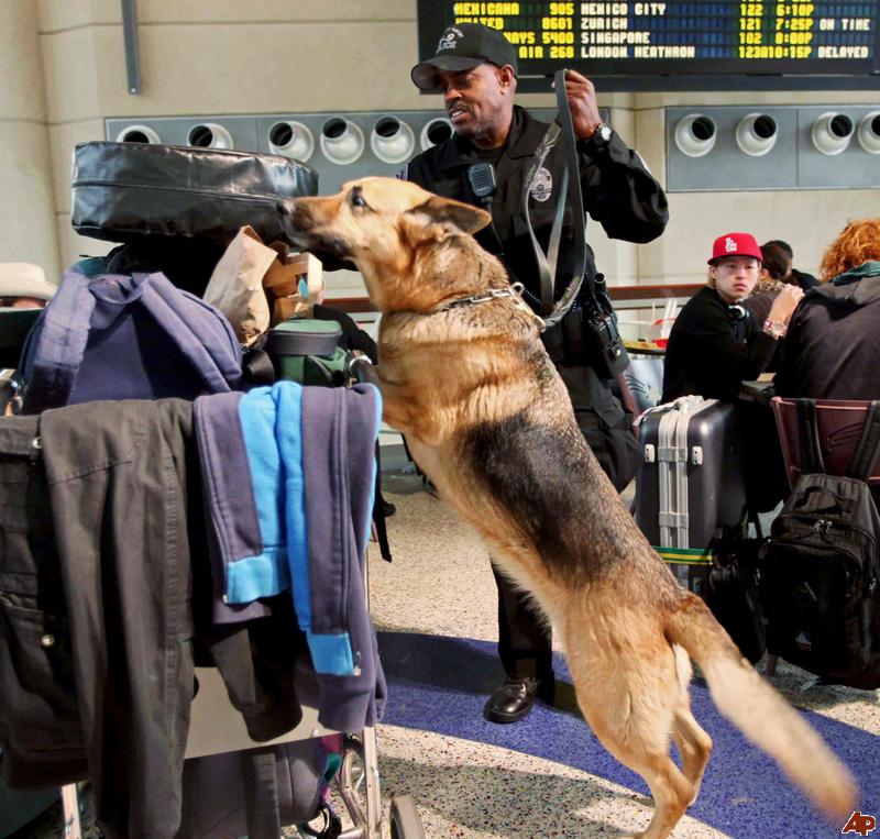 Τετράποδοι εφοριακοί στα αεροδρόμια για τον εντοπισμό του κρυμμένου… μετρητού