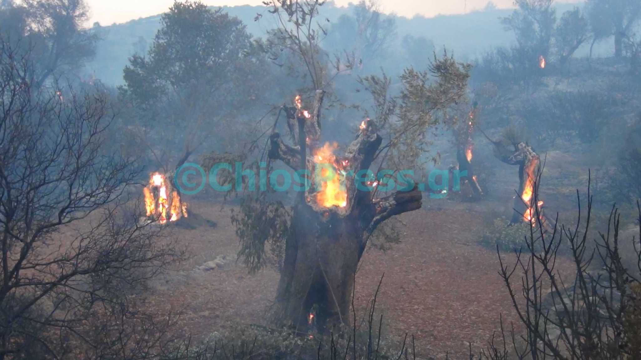 Μάχη με τις φλόγες στα Μαστιχοχώρια – Τι δηλώνει ο δήμαρχος Χίου – ΦΩΤΟ