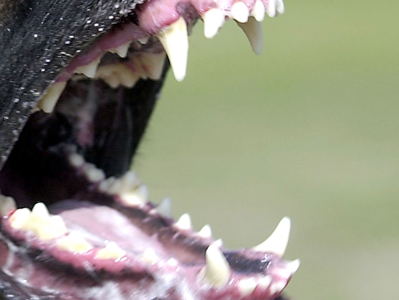 Αγγλία: Αμερικανικό μπουλντόγκ επιτέθηκε σε τετράχρονο