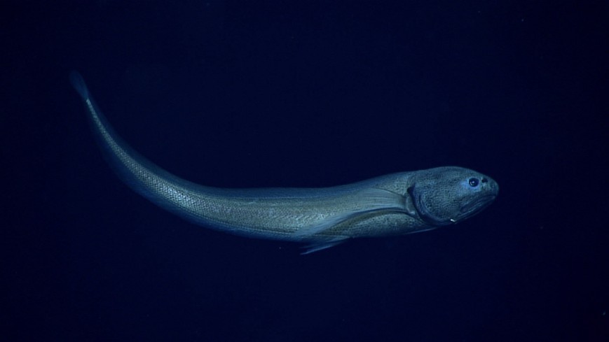 perierga.gr - Mυστηριώδη πλάσματα που βρέθηκαν στους ωκεανούς!