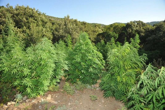 Εντοπίστηκαν 30 δενδρύλλια κάνναβης στη Σαμοθράκη