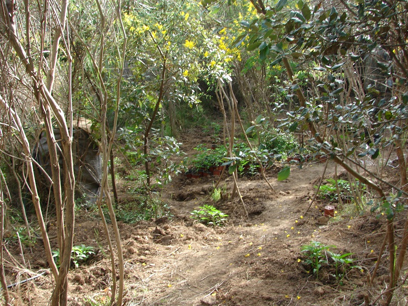Νάξος – Εντοπίστηκαν και κατασχέθηκαν δενδρύλλια κάνναβης