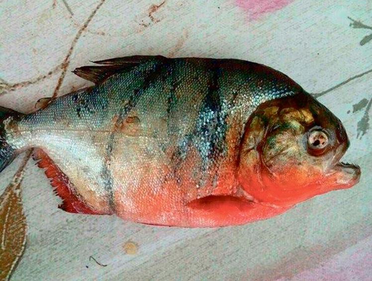 Κόκκινο πιράνχας εντοπίστηκε στη λίμνη Δοϊράνη