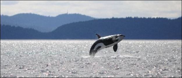 Η γηραιότερη φάλαινα στον κόσμο – Ζούσε πριν από το ναυάγιο του Τιτανικού – ΒΙΝΤΕΟ