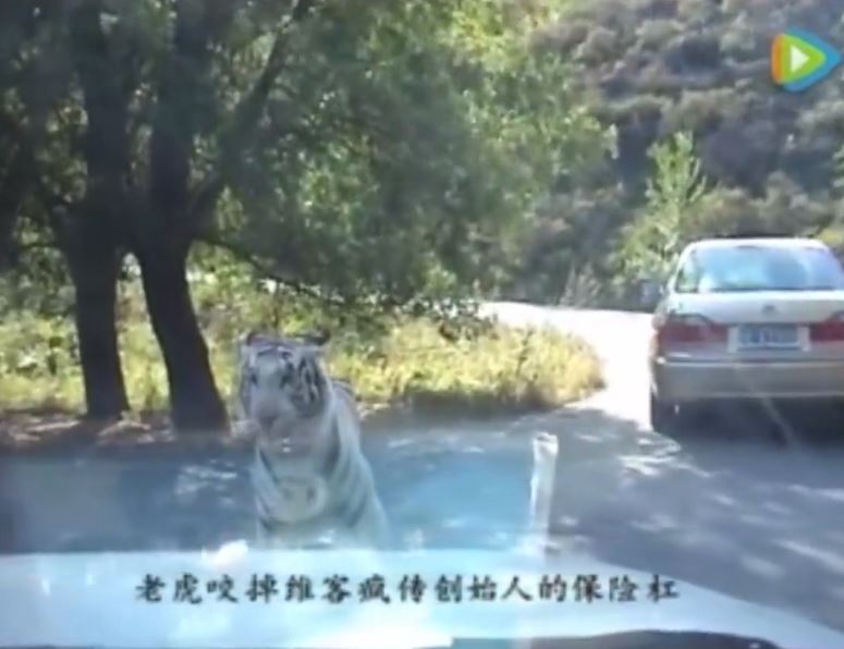 Τίγρης ξερίζωσε προφυλακτήρα αυτοκινήτου – ΒΙΝΤΕΟ