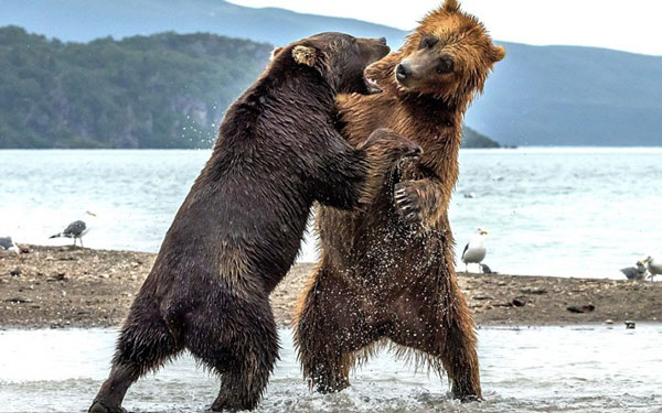 Επική μάχη μεταξύ “γιγάντων” που κόβει την ανάσα – ΦΩΤΟ