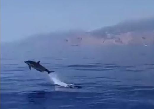 Βόλτα με το σκάφος παρέα με… δελφίνια – ΒΙΝΤΕΟ