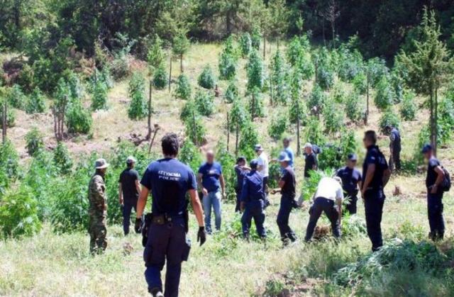 Καλαμάτα – Εντοπίστηκε φυτεία κάνναβης σε δασική περιοχή