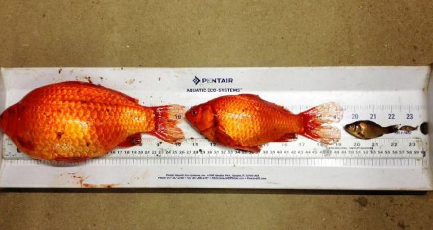 Χρυσόψαρο – γίγας βρέθηκε στην Αυστραλία – ΦΩΤΟ