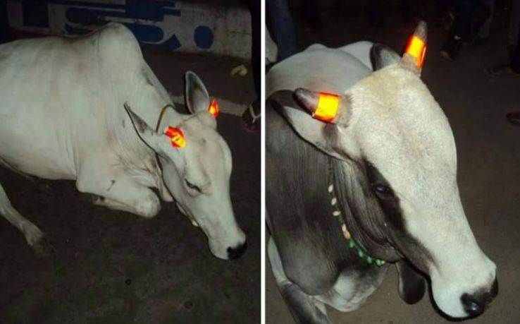 Βάφουν τα κέρατα των αγελάδων…για να αποτρέψουν τα τροχαία δυστυχήματα