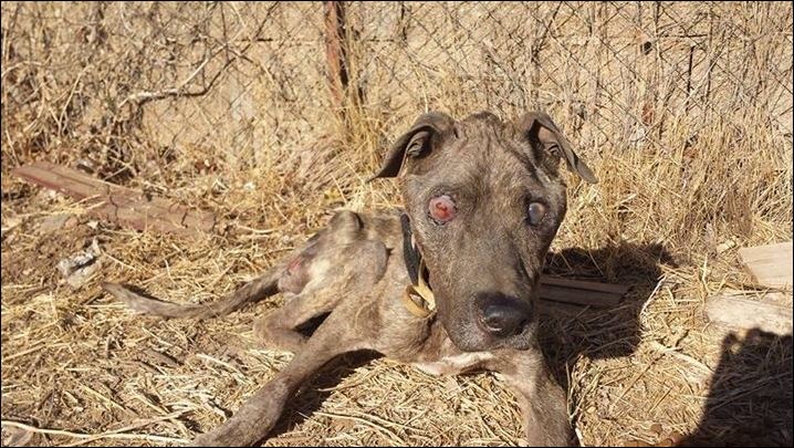 Φωτογραφίες – σοκ: Εγκατέλειψαν το σκυλάκι τους για να πάνε διακοπές