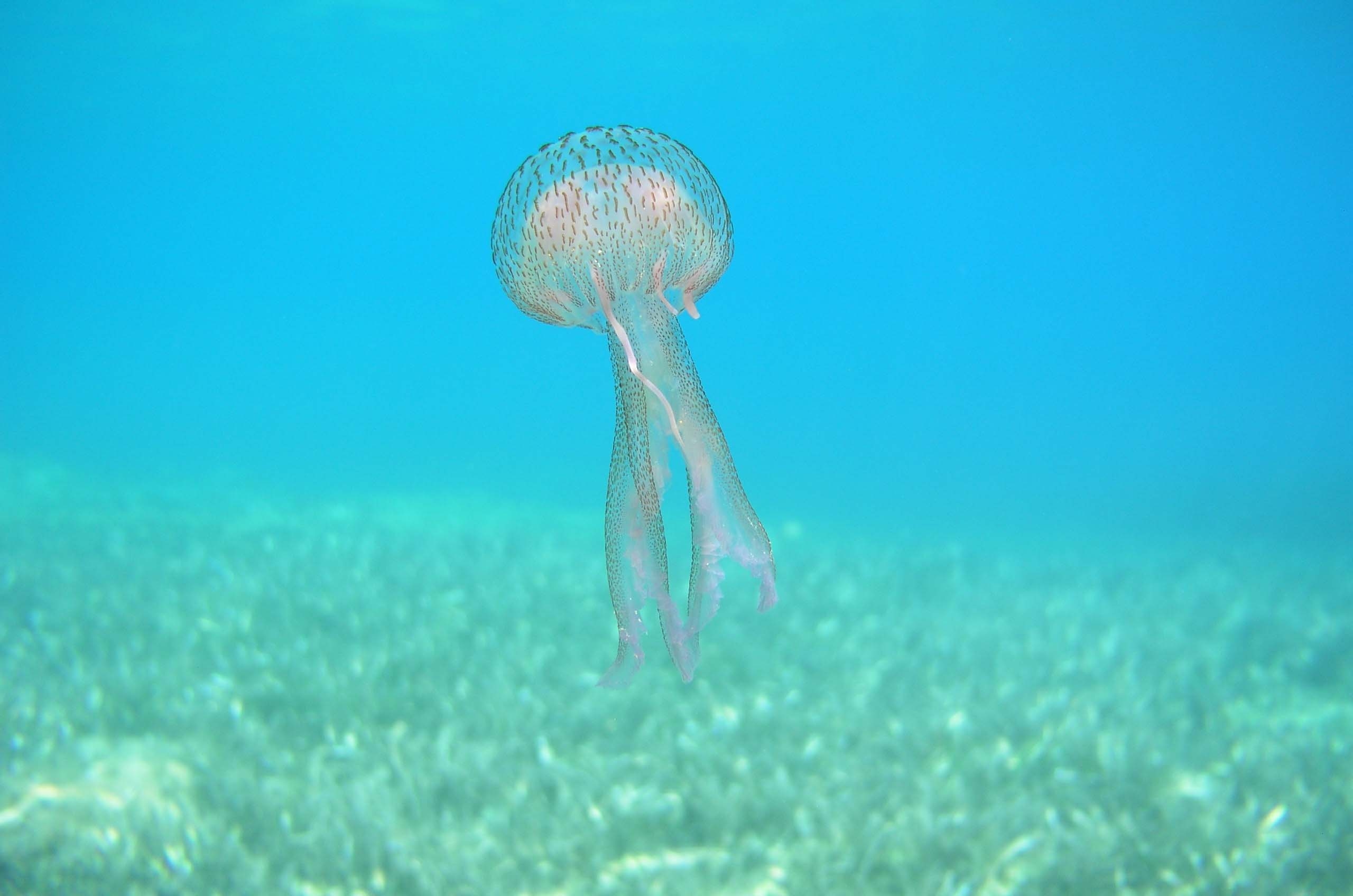 Τι να κάνετε αν δείτε μέδουσες στη θάλασσα
