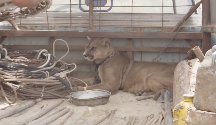 Η συγκινητική απελευθέρωση ενός λιονταριού που ζούσε επί 20 χρόνια σε φορτηγό – ΒΙΝΤΕΟ
