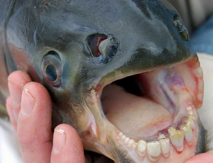 Το ψάρι με τα ανθρώπινα δόντια που τρομοκρατεί το Μίσιγκαν – ΦΩΤΟ
