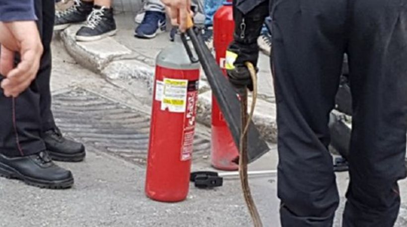 Οχιά έσπειρε τον πανικό στον Βόλο