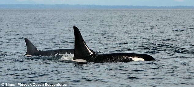 Mr Pidcock said he recognised Granny in 2014 (shown) because she has a white patch on the dorsal fin alongside a half-moon notch. The same technique was used in July