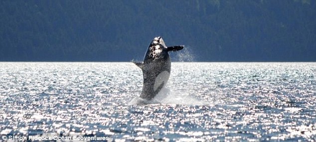 The average lifespan of a wild orca is between 60 and 80 years, but other members of the Southern Residents have lived almost equally as long lives as Granny, pictured, including females Ocean Sun and Lummi, who died aged 85 and 98 respectively