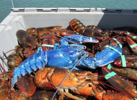 Ό,τι πιο σπάνιο έχετε δει: Ψαράς έβγαλε μπλε αστακό! – ΦΩΤΟ