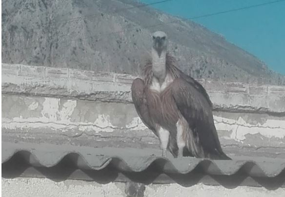 Γυπαετός σε ταράτσα σπιτιού στην Κρήτη – ΦΩΤΟ
