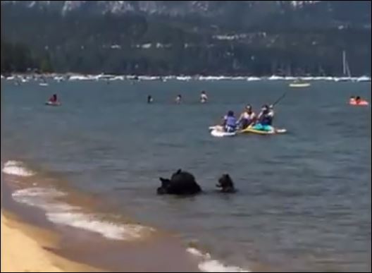 Αρκούδες κάνουν μπάνιο σε λίμνη γεμάτη από κόσμο – ΒΙΝΤΕΟ