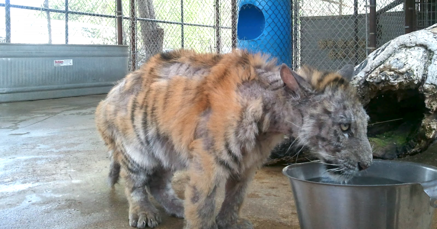 Άρρωστη τίγρης σώθηκε από τσίρκο – Δείτε τη μεταμόρφωσή της – ΦΩΤΟ