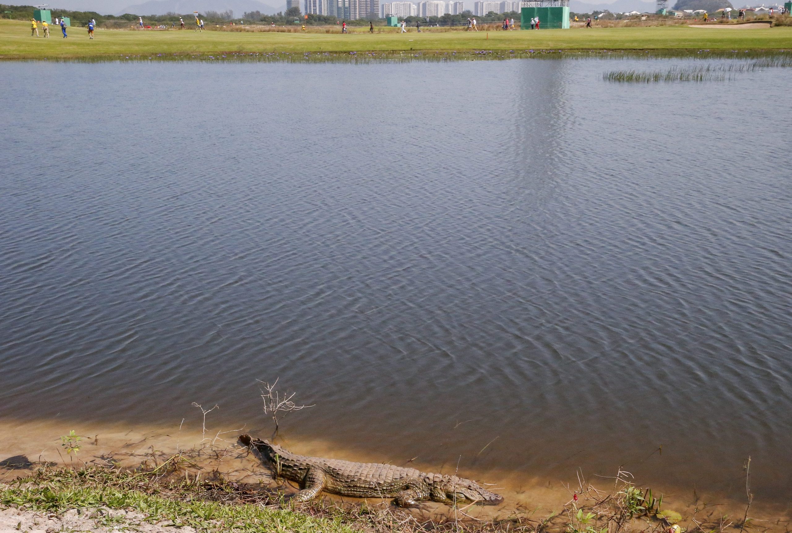 Αλιγάτορας… λιάζεται στην όχθη του γηπέδου γκολφ των Ολυμπιακών Αγώνων – ΦΩΤΟ