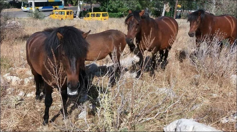 Ροντέο… στον Κορυδαλλό: Σε εξέλιξη προσπάθεια ελέγχου άγριων αλόγων από τις τοπικές αρχές