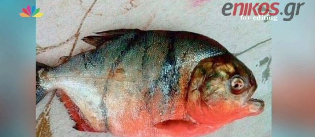 Θρίλερ με το κόκκινο πιράνχας που εντοπίστηκε στη λίμνη Δοϊράνη – ΒΙΝΤΕΟ