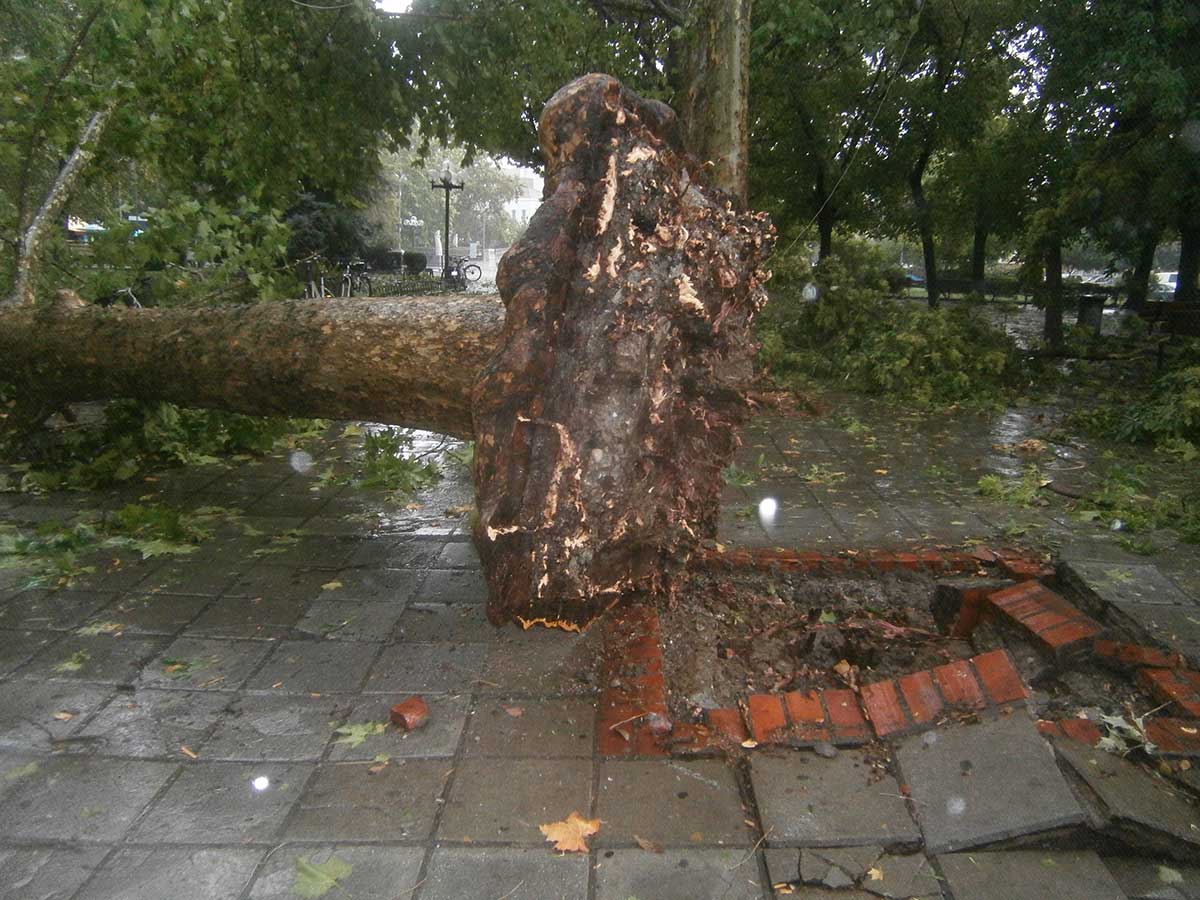 Υπεραιωνόβιος πλάτανος έπεσε στα Τρίκαλα – ΦΩΤΟ – ΒΙΝΤΕΟ