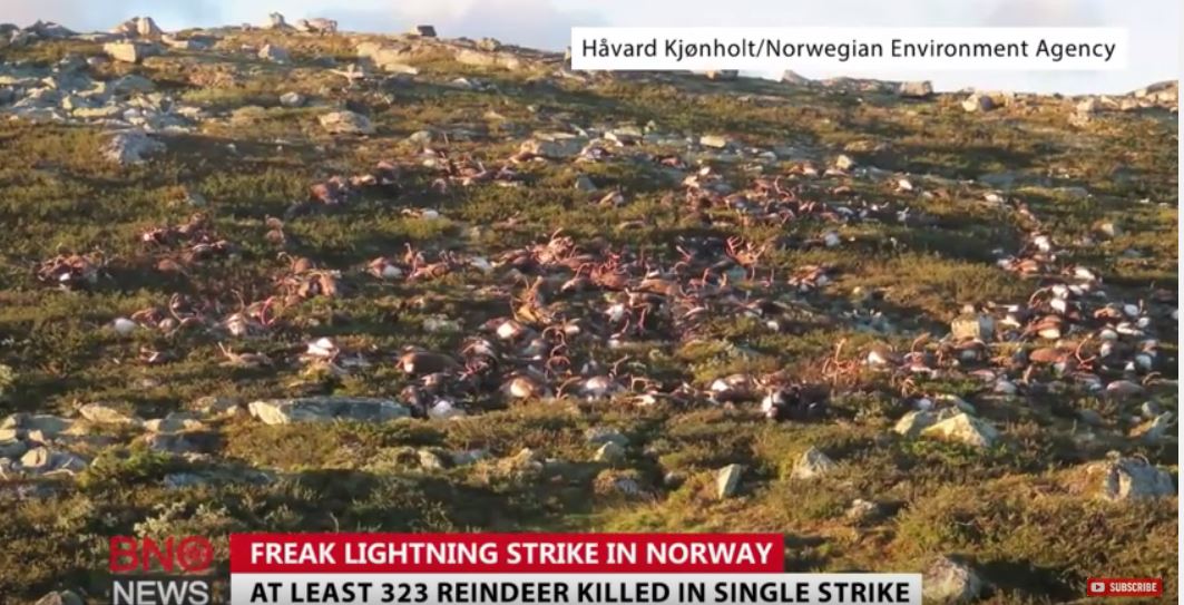 Κεραυνός σκότωσε εκατοντάδες ταράνδους στη Νορβηγία – ΒΙΝΤΕΟ
