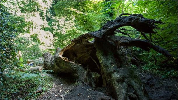Τραγικός θάνατος για κατασκηνωτή στο Εδιμβούργο – ΦΩΤΟ