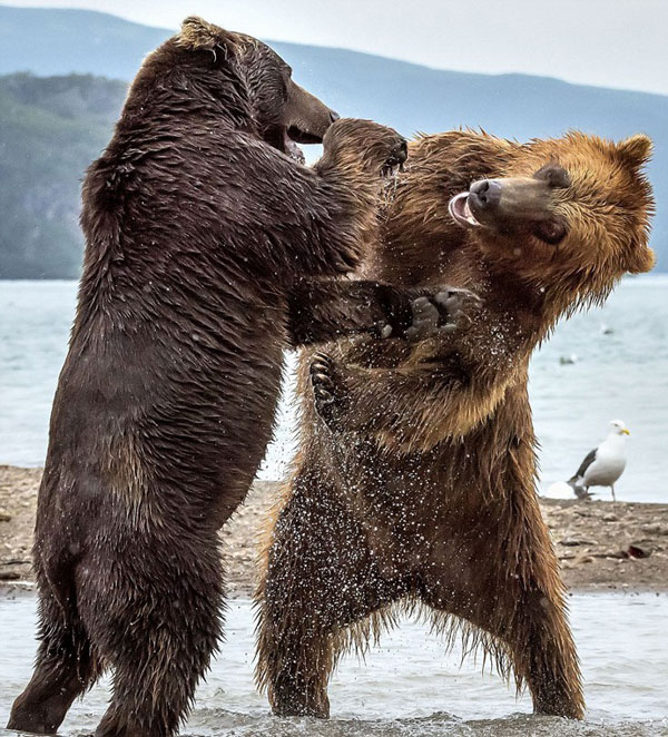 perierga.gr - Η μάχη των «τιτάνων» στη Ρωσία!