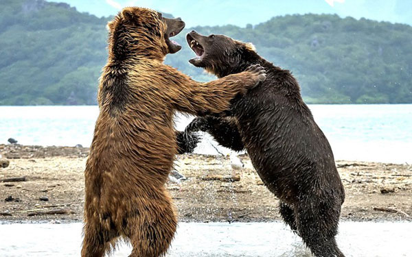 perierga.gr - Η μάχη των «τιτάνων» στη Ρωσία!