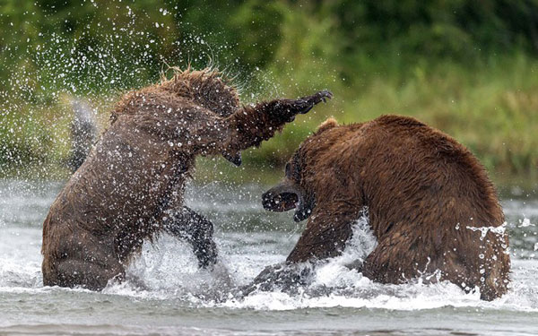 perierga.gr - Η μάχη των «τιτάνων» στη Ρωσία!