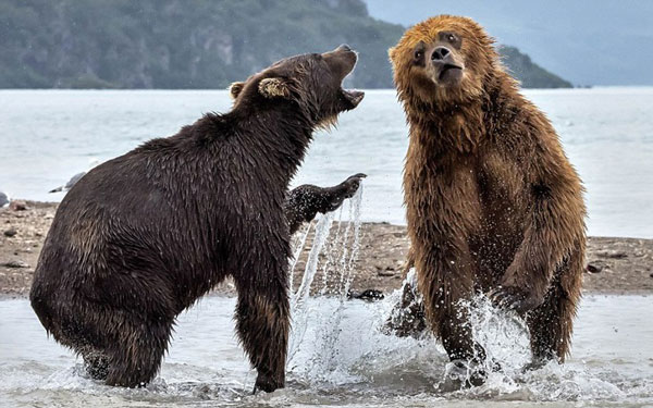 perierga.gr - Η μάχη των «τιτάνων» στη Ρωσία!