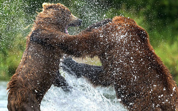 perierga.gr - Η μάχη των «τιτάνων» στη Ρωσία!