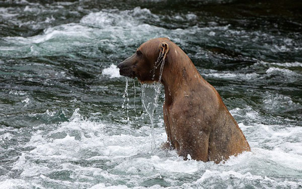 perierga.gr - Η μάχη των «τιτάνων» στη Ρωσία!