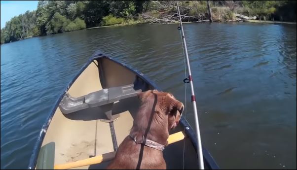 Πήγε για ψάρεμα με τον σκύλο του και δείτε τι έπαθε – BINTEO