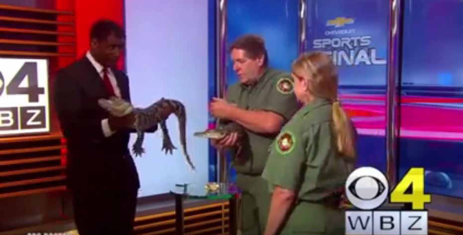 Ο αλιγάτορας τινάζεται και ο παρουσιαστής παθαίνει σοκ – ΒΙΝΤΕΟ