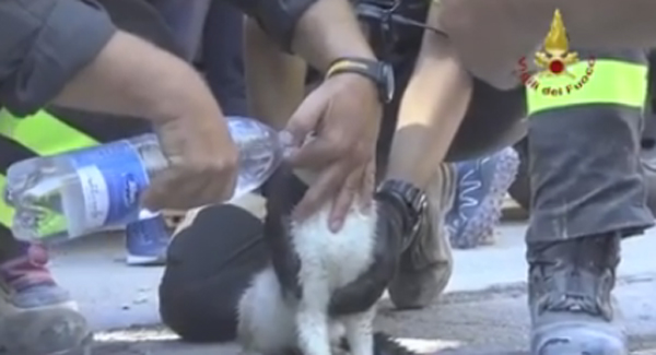 Γάτα ανασύρθηκε ζωντανή έξι μέρες μετά το φονικό σεισμό στην Ιταλία – ΒΙΝΤΕΟ