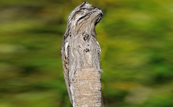Είστε βέβαιοι ότι βλέπετε έναν κορμό δέντρου;