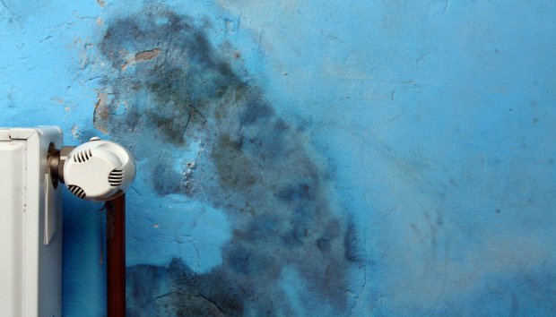 4 φυσικοί τρόποι για να εξαφανίσετε τη μούχλα